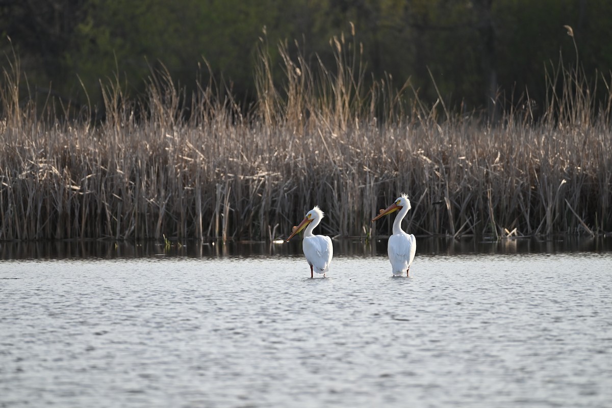 Pélican d'Amérique - ML634413424
