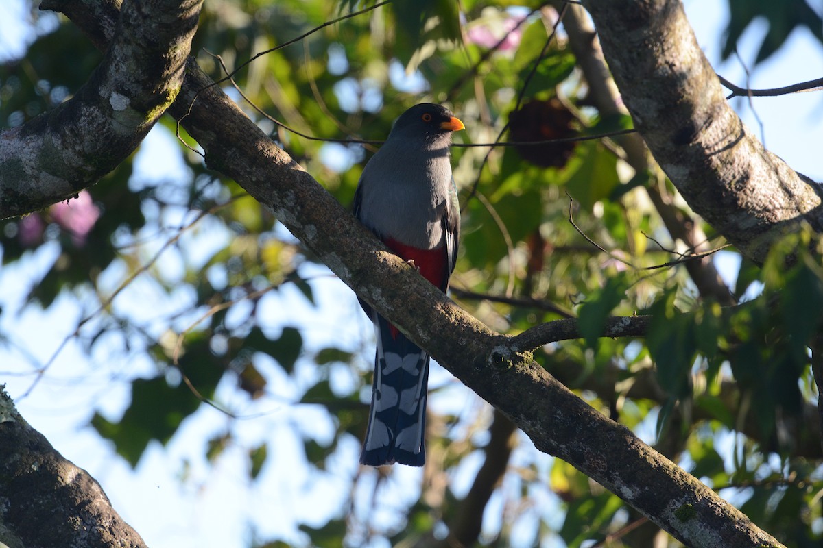 Hispaniolan Trogon - ML634413449