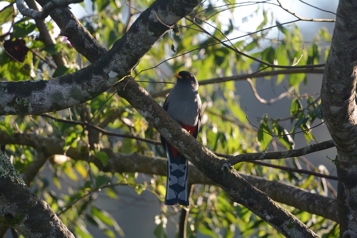 Hispaniolan Trogon - ML634413450