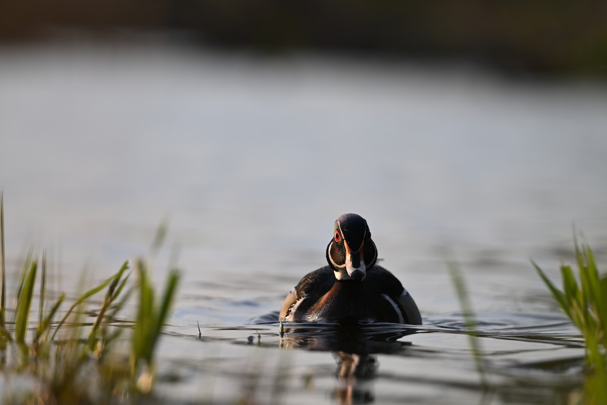 Canard branchu - ML634413506