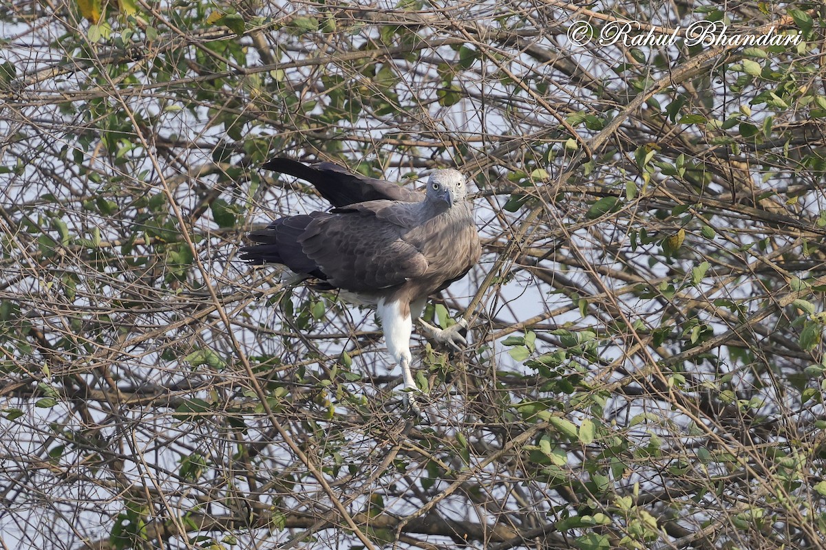 Малый рыболов - ML634413518