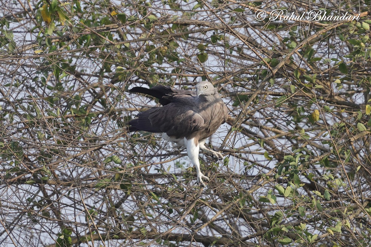 Малый рыболов - ML634413519