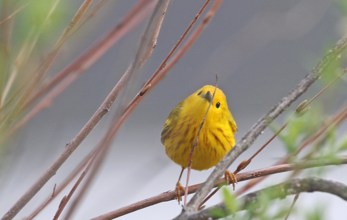 Yellow Warbler - ML634413539