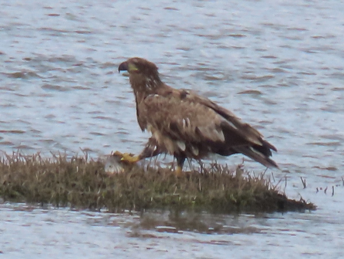 Pygargue à tête blanche - ML634413540