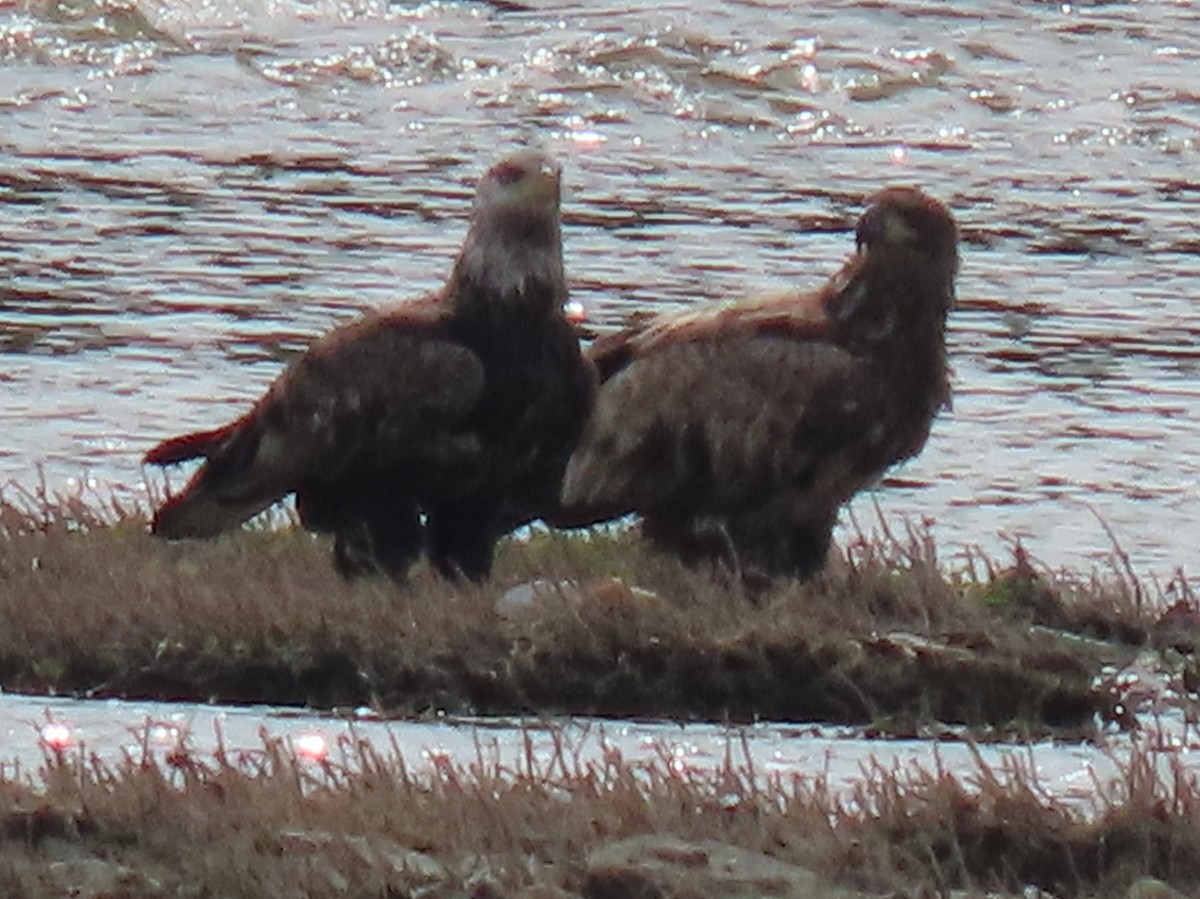 Pygargue à tête blanche - ML634413542