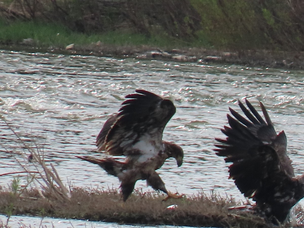 Pygargue à tête blanche - ML634413543