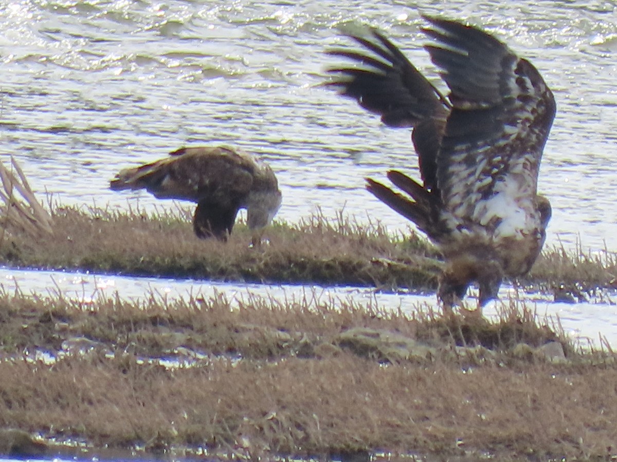 Pygargue à tête blanche - ML634413544