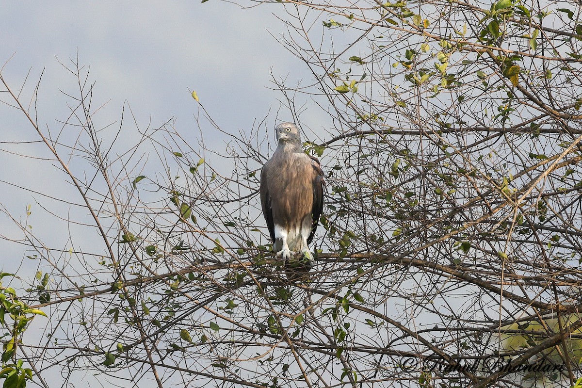 Малый рыболов - ML634413550