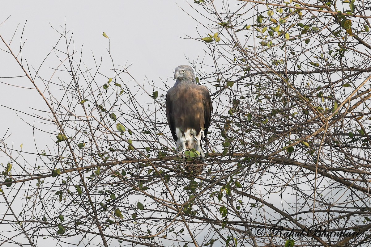 Малый рыболов - ML634413551