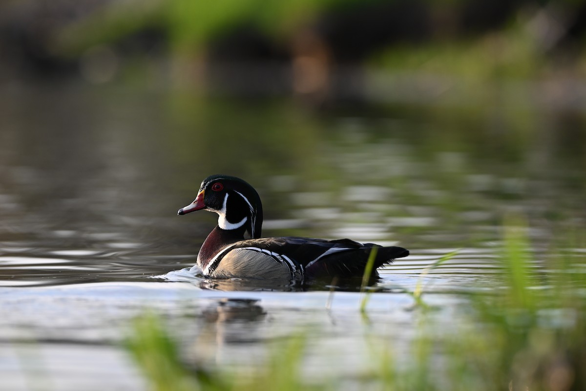 Canard branchu - ML634413552