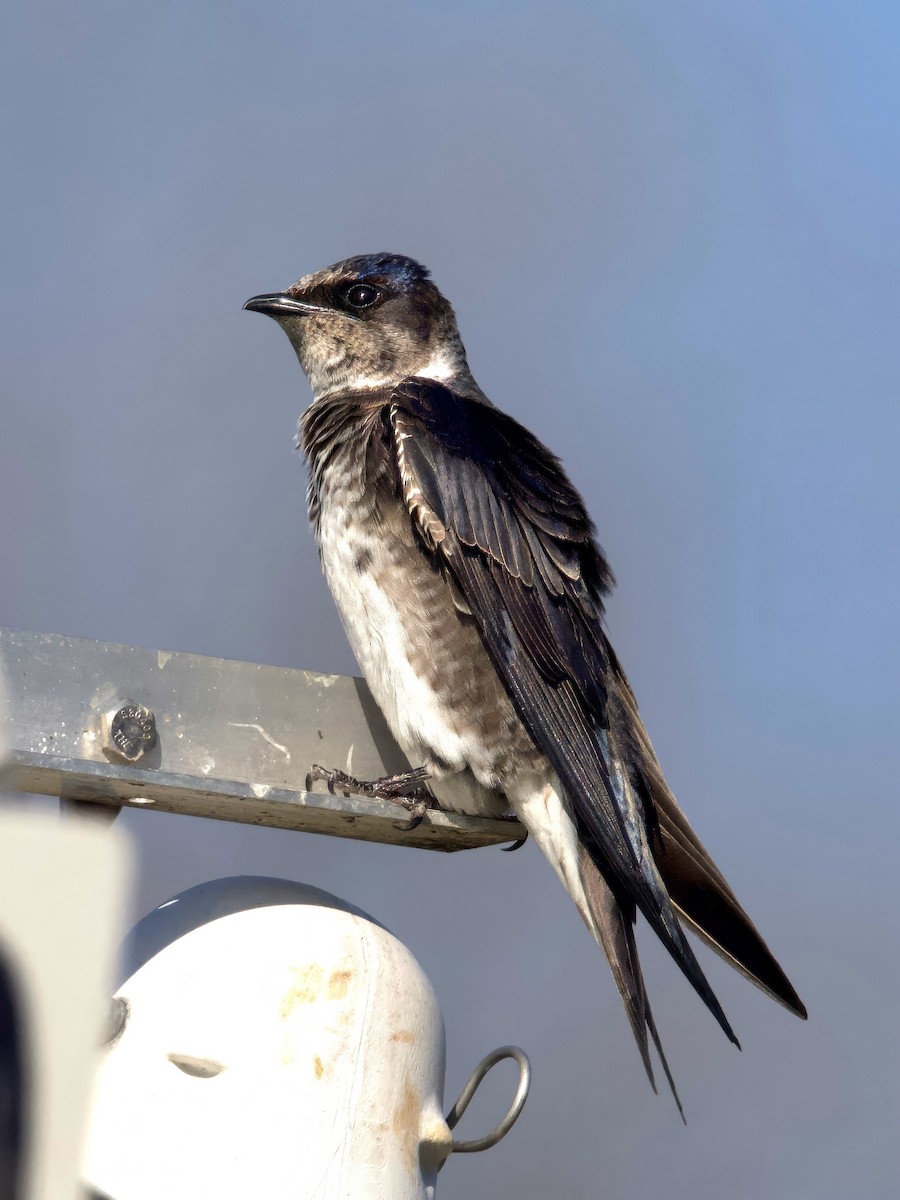 ムラサキツバメ - ML634413942