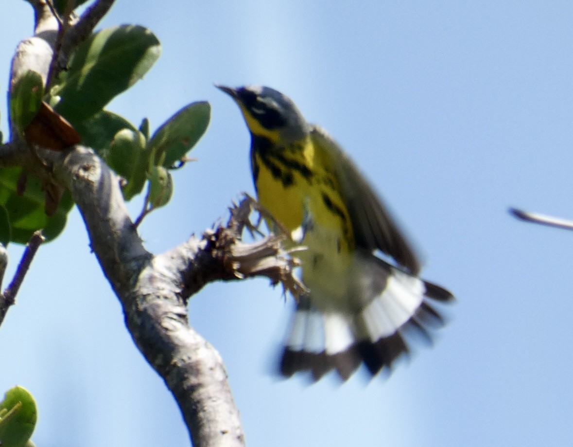 Magnolia Warbler - ML634413986