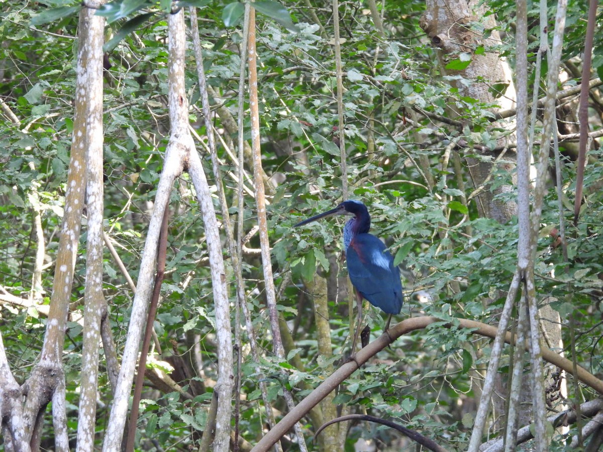 Agami Heron - ML634414011