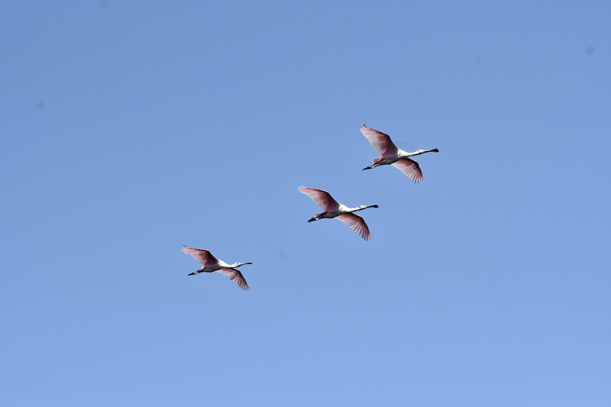 Roseate Spoonbill - ML634414062