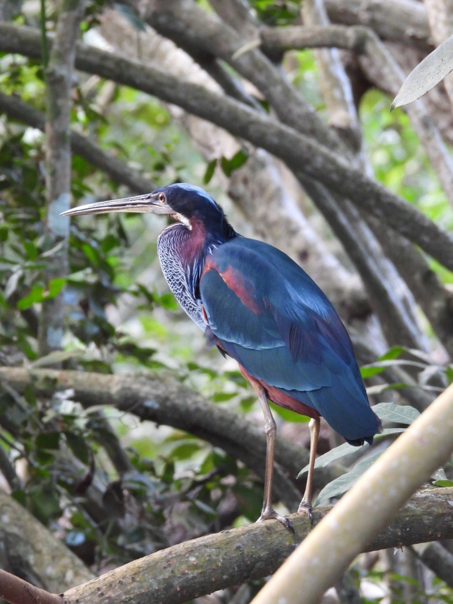 Agami Heron - ML634414109