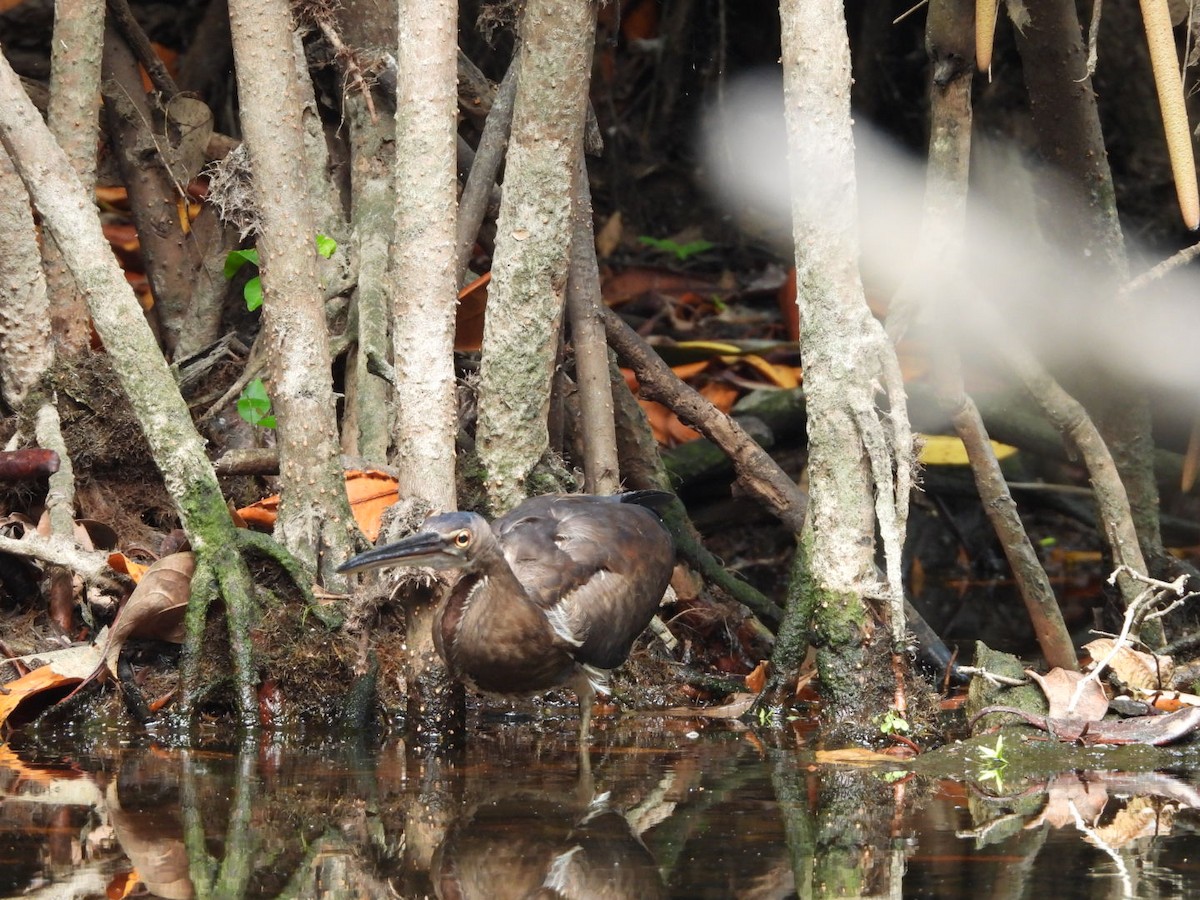 Agami Heron - ML634414160