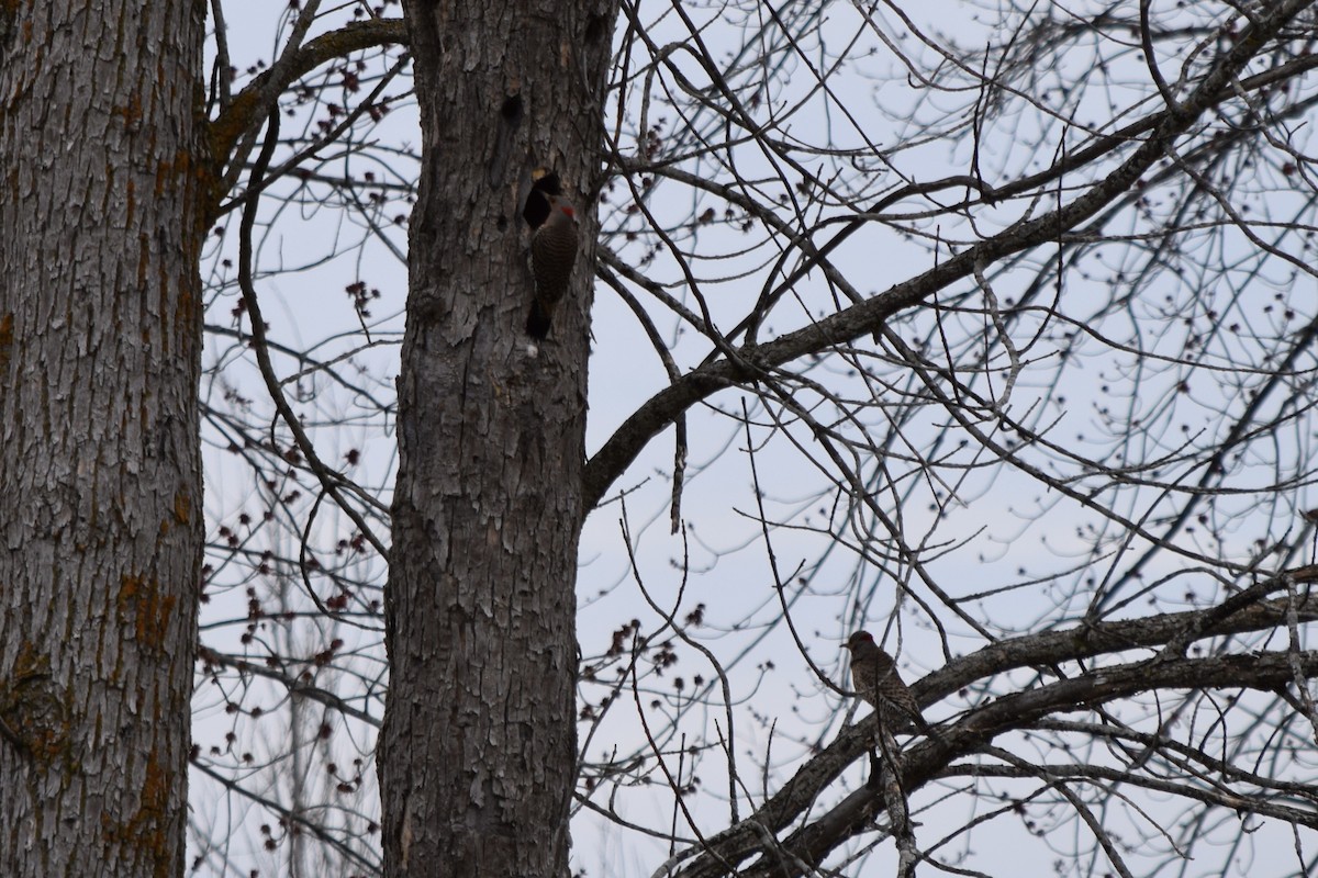 Northern Flicker - ML634414258