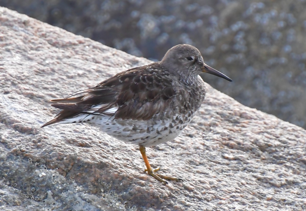 Purple Sandpiper - ML634414260