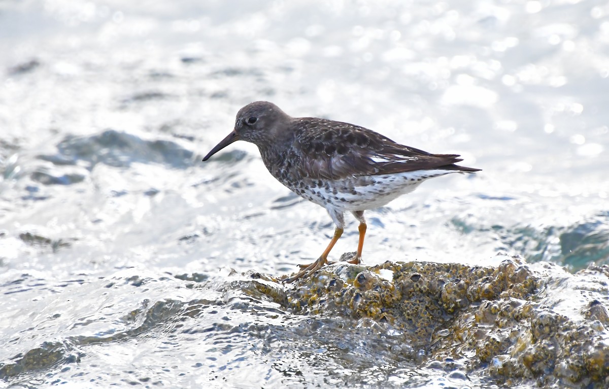 Purple Sandpiper - ML634414261