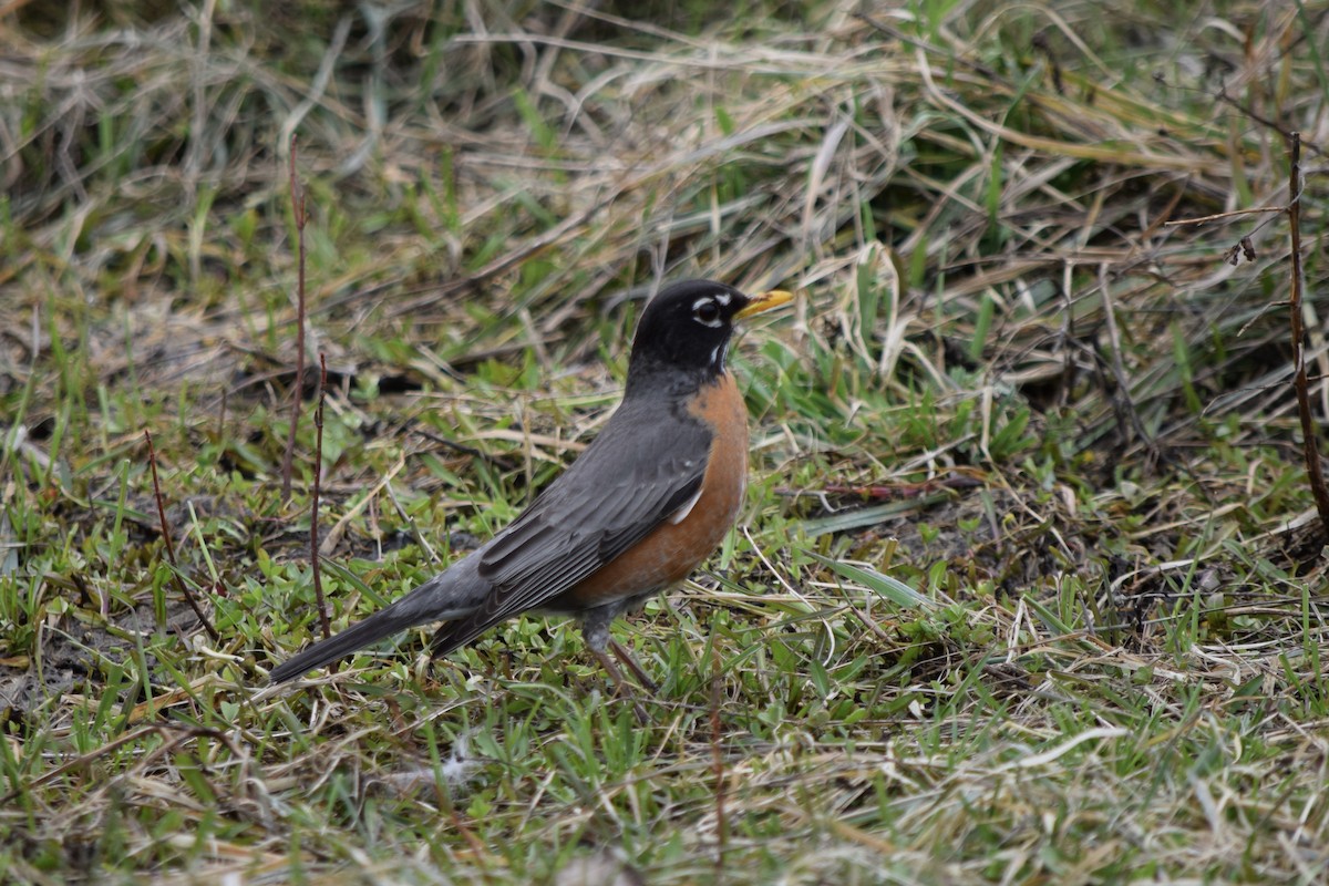 American Robin - ML634414265