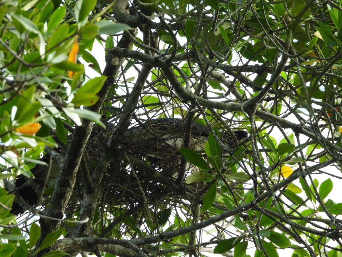 Gray-headed Kite - ML634414354