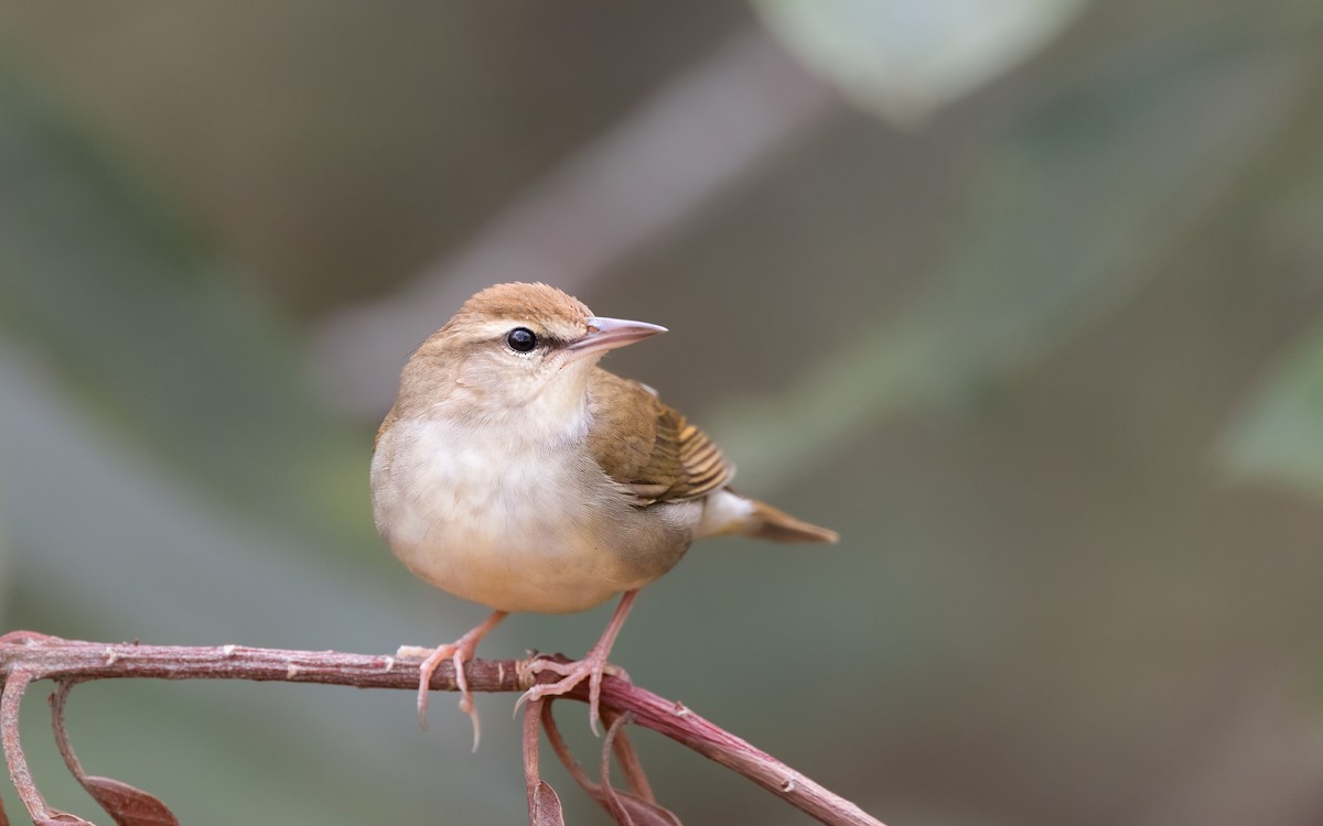 Swainson's Warbler - ML634414380