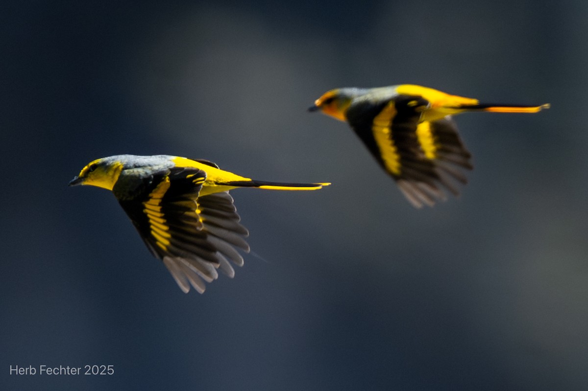 Scarlet Minivet - ML634414484