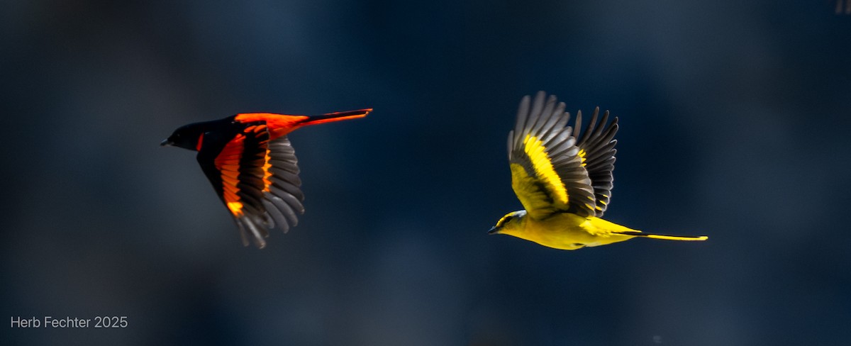 Scarlet Minivet - ML634414485
