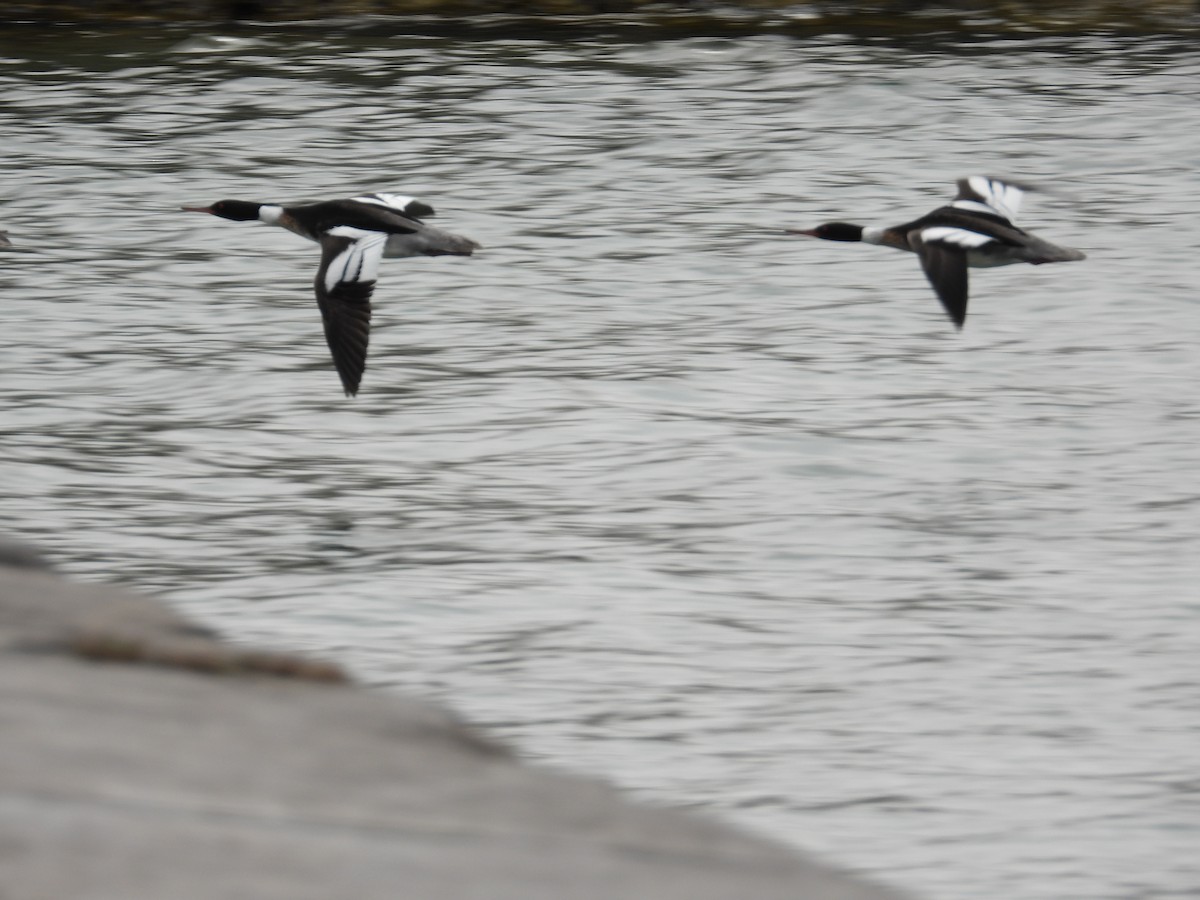 Red-breasted Merganser - ML634414500