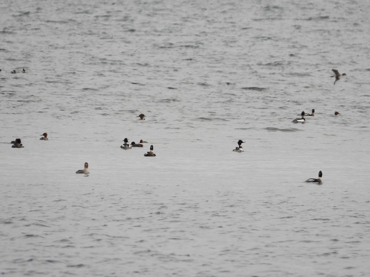 Red-breasted Merganser - ML634414501