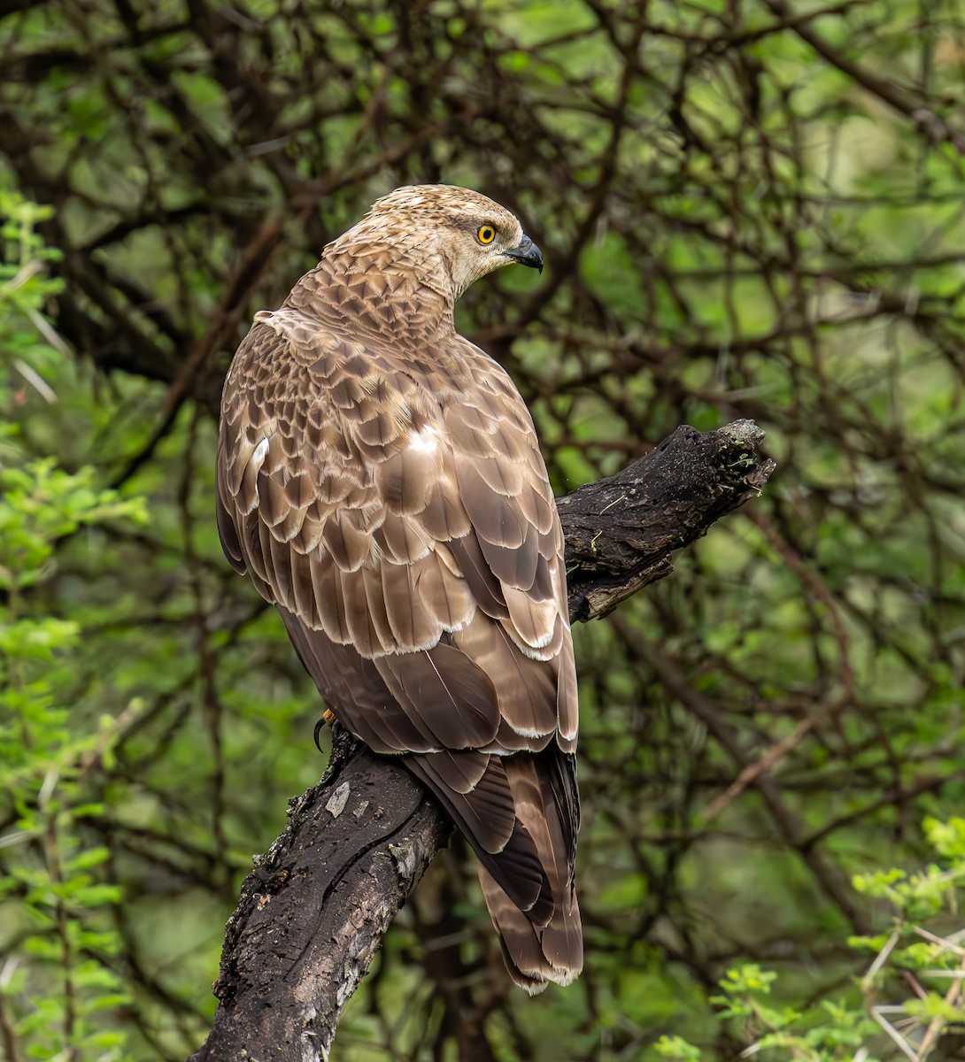Brown Snake-Eagle - ML634414512