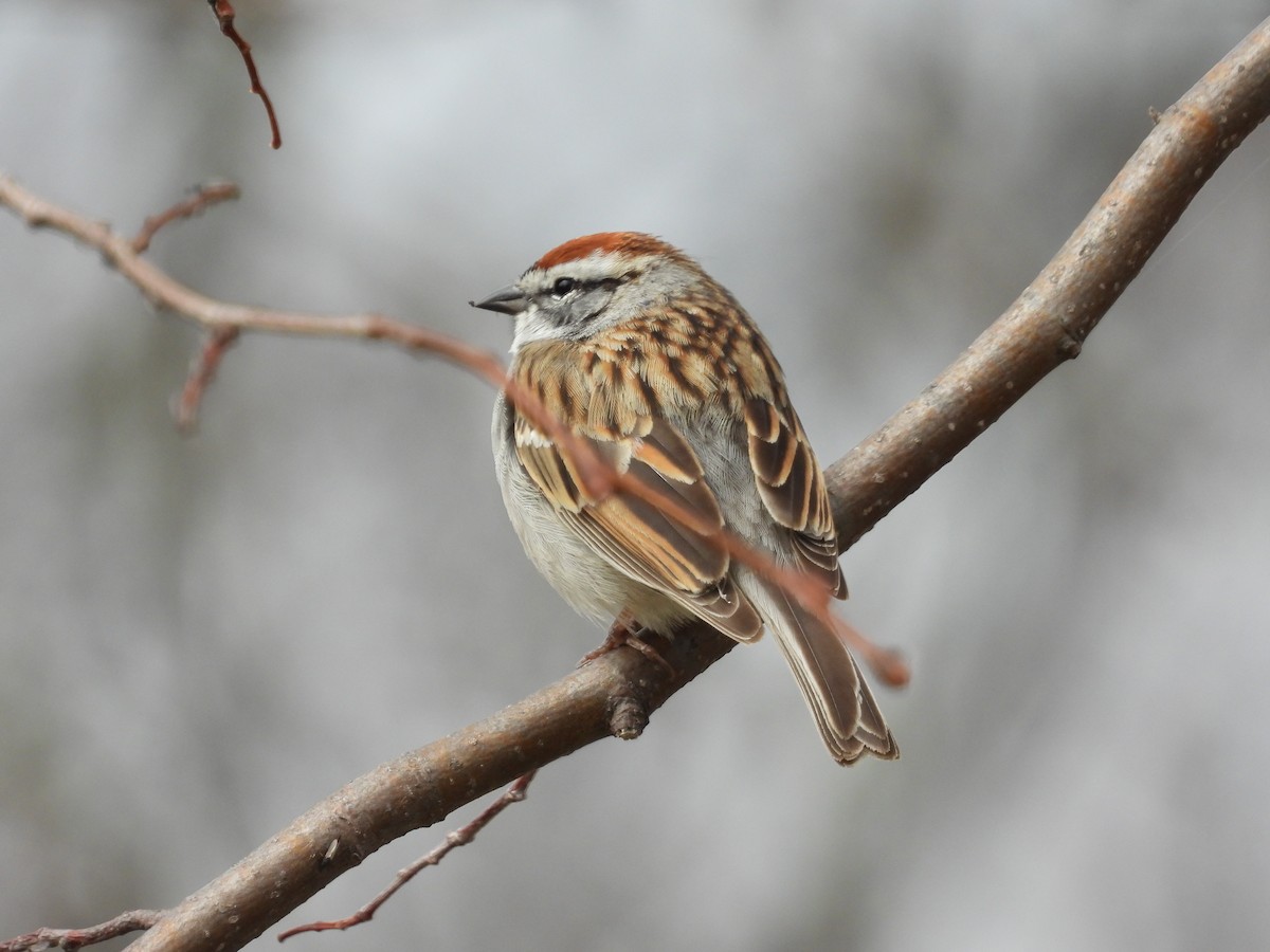 Chipping Sparrow - ML634414530