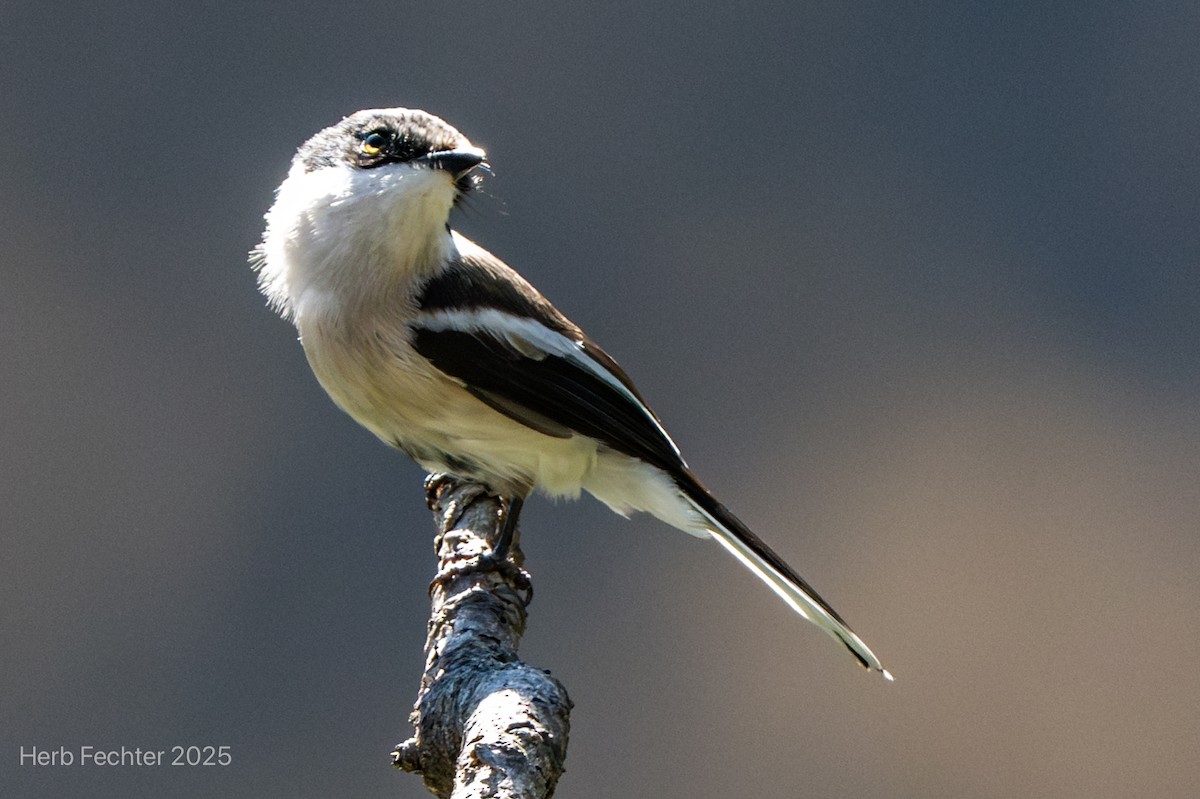 Bar-winged Flycatcher-shrike - ML634414558