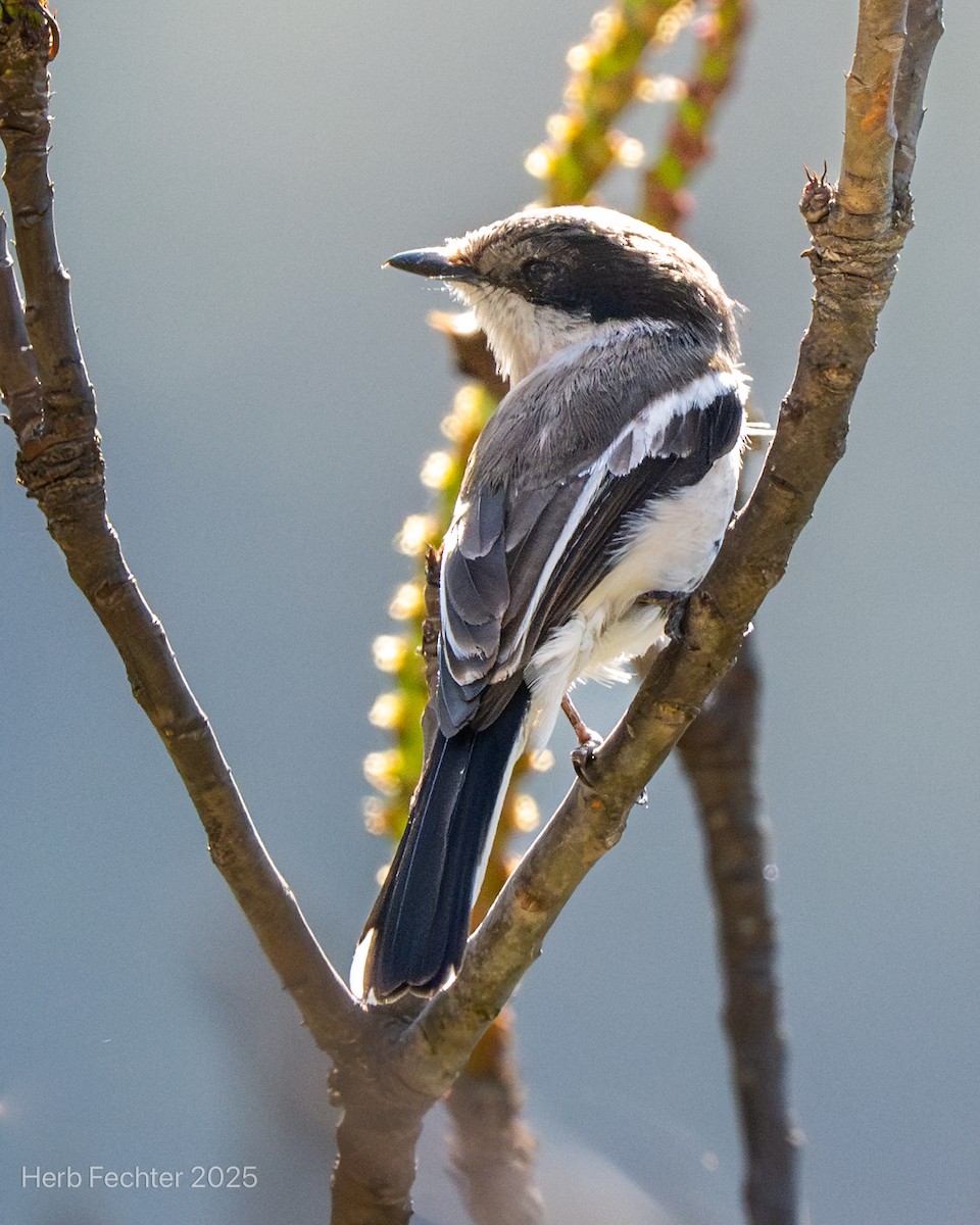 Bar-winged Flycatcher-shrike - ML634414559