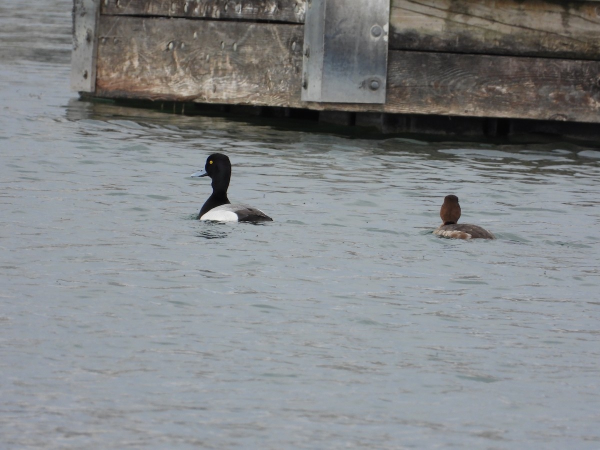 Lesser Scaup - ML634414703