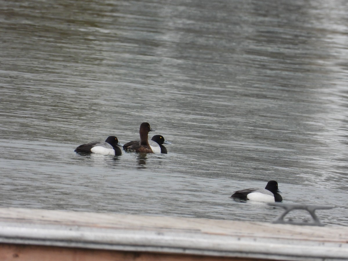 Lesser Scaup - ML634414704