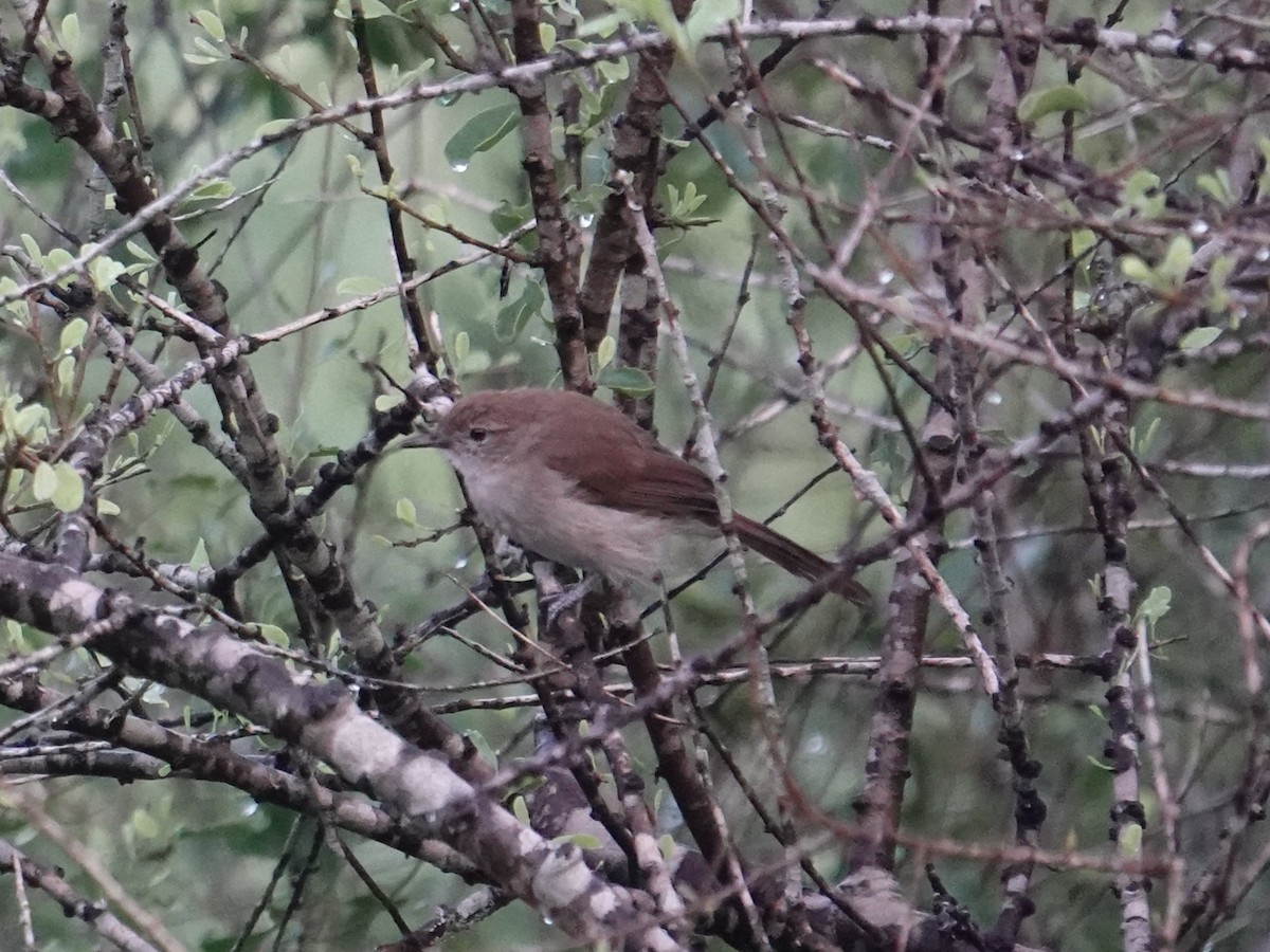 Northern Brownbul - ML634414757