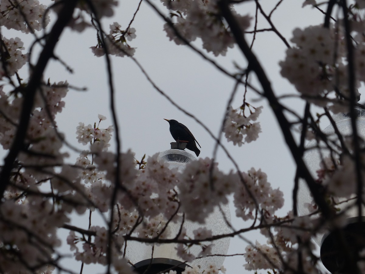 European Starling - ML634414803
