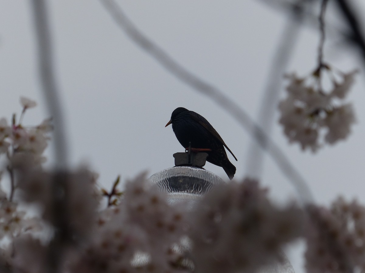 European Starling - ML634414804