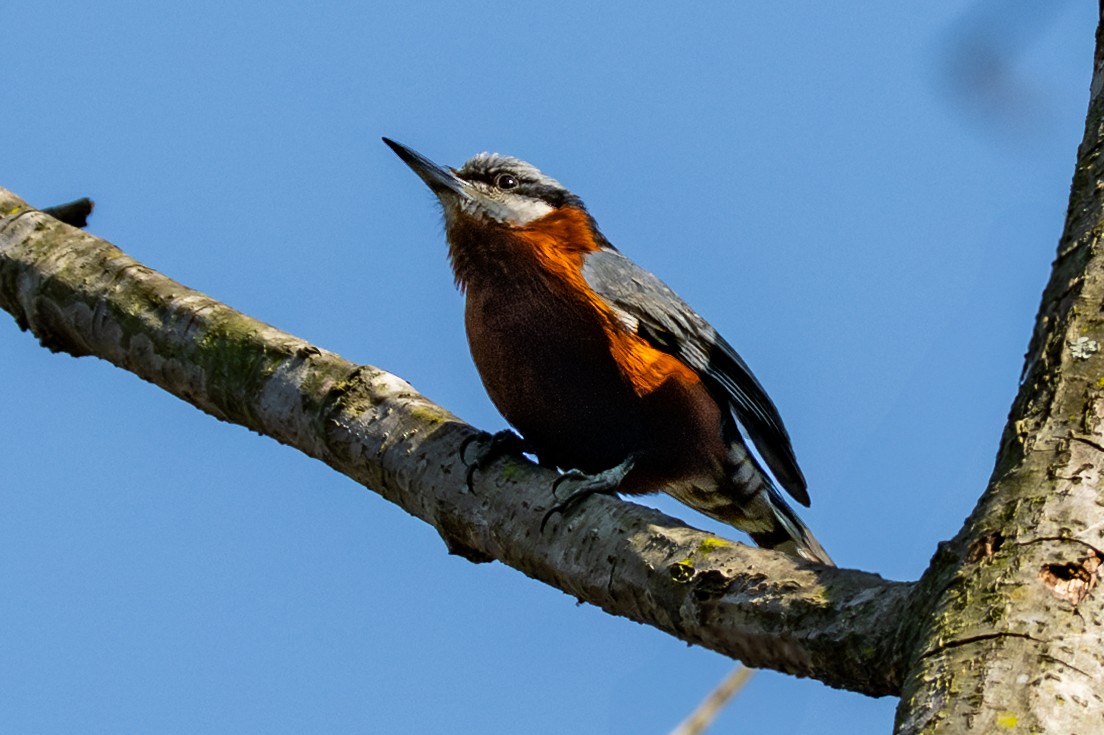 クリハラゴジュウカラ - ML634414850