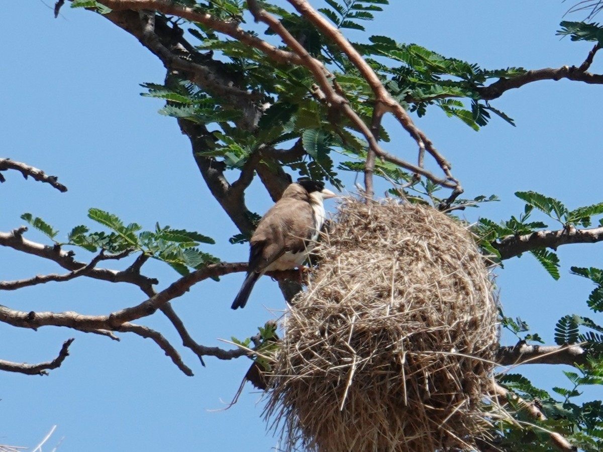 Black-capped Social-Weaver - ML634414885
