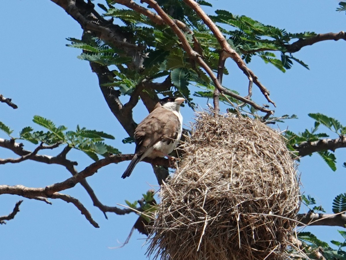 Black-capped Social-Weaver - ML634414892