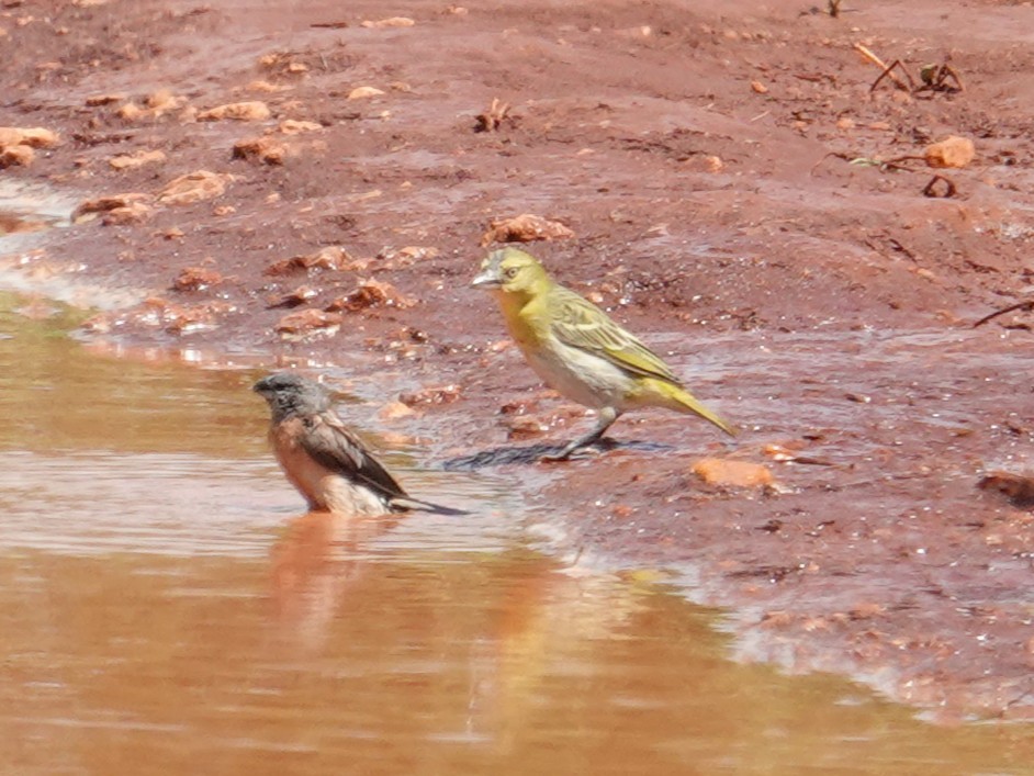 Gray-headed Silverbill - ML634414915