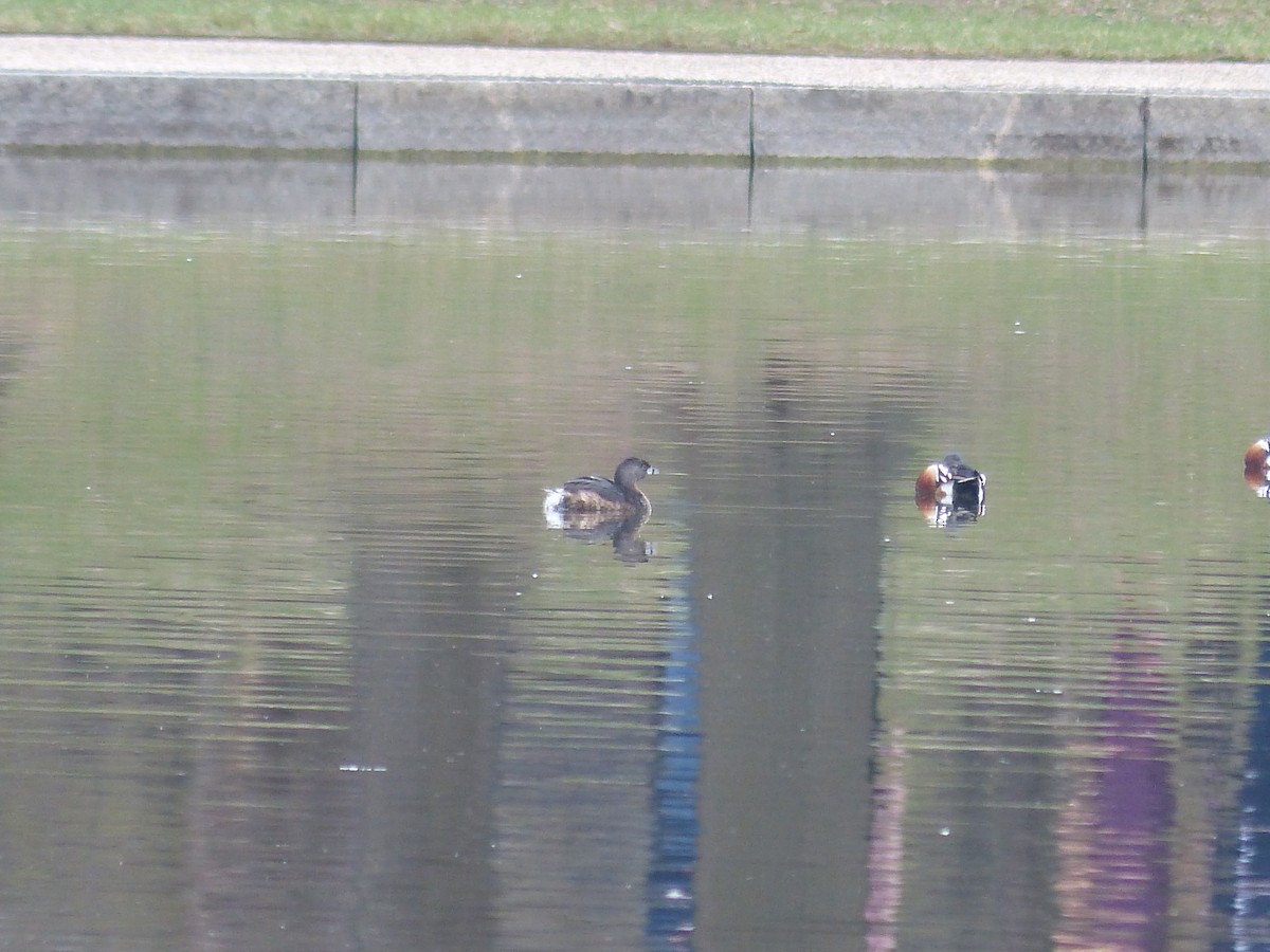 Pied-billed Grebe - ML634415060