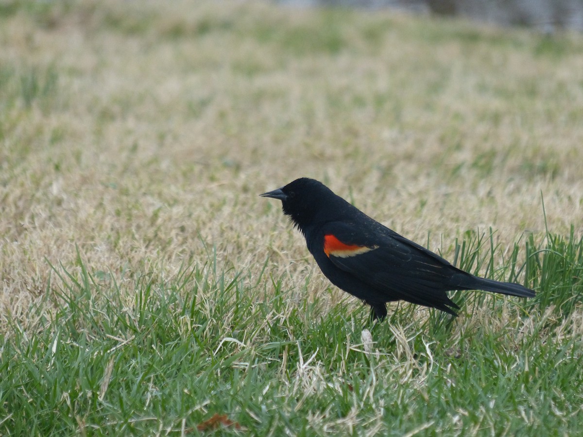 Red-winged Blackbird - ML634415121