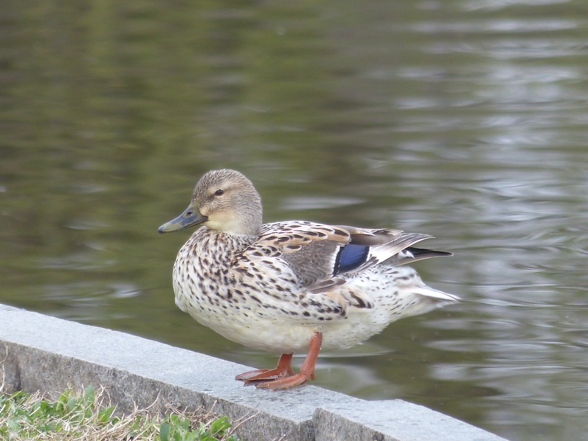 Mallard - ML634415340