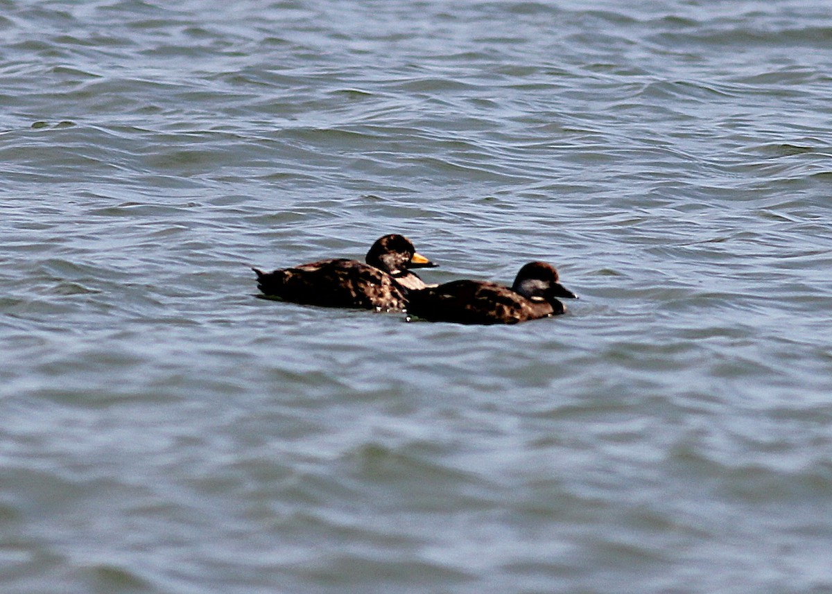 Black Scoter - ML634415416
