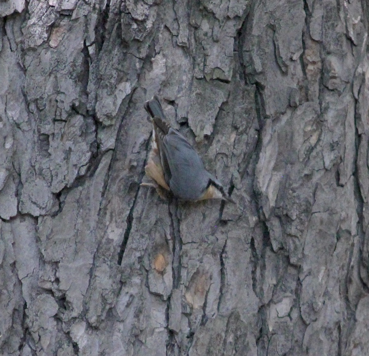 Eurasian Nuthatch - ML634415418