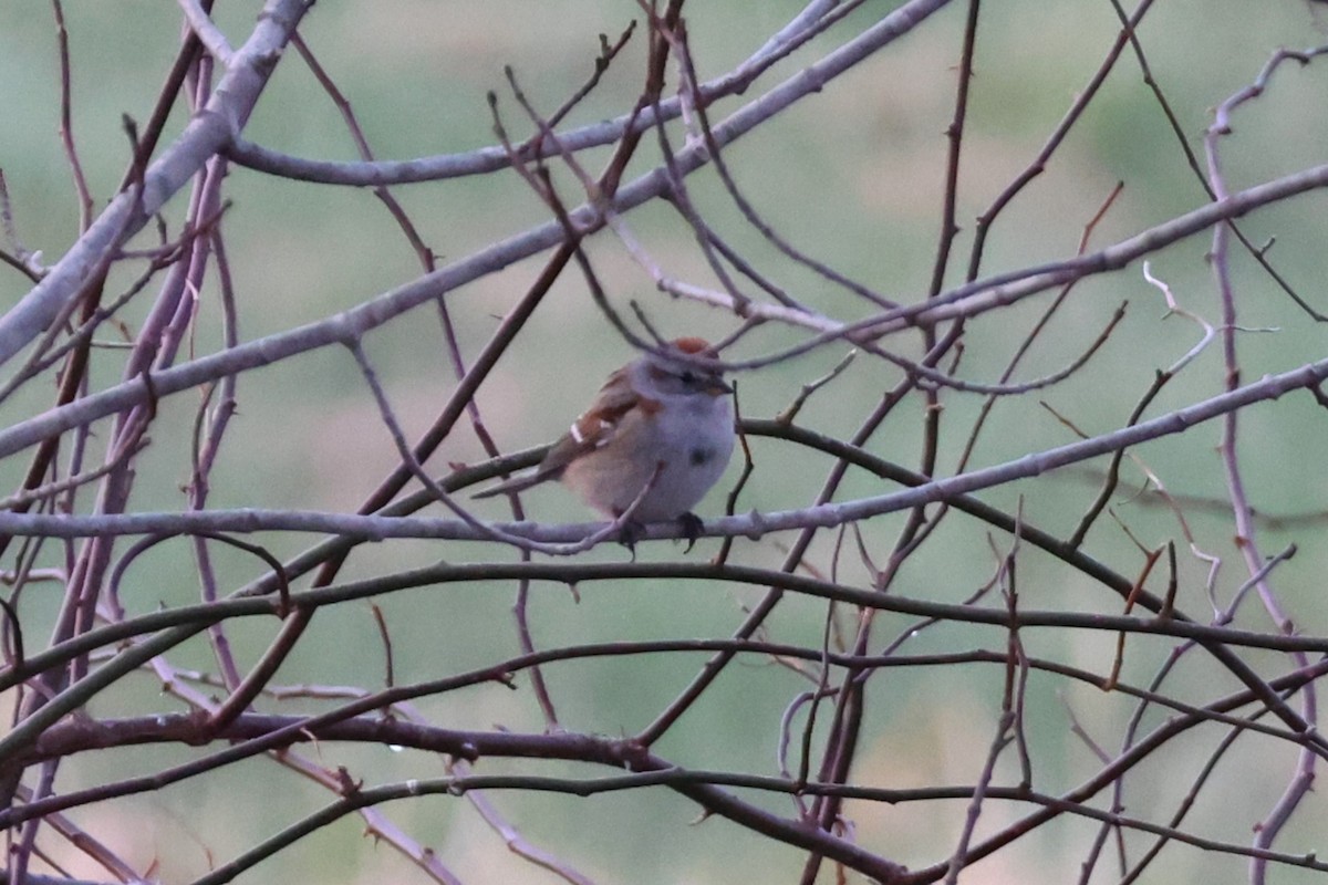 American Tree Sparrow - ML634415511