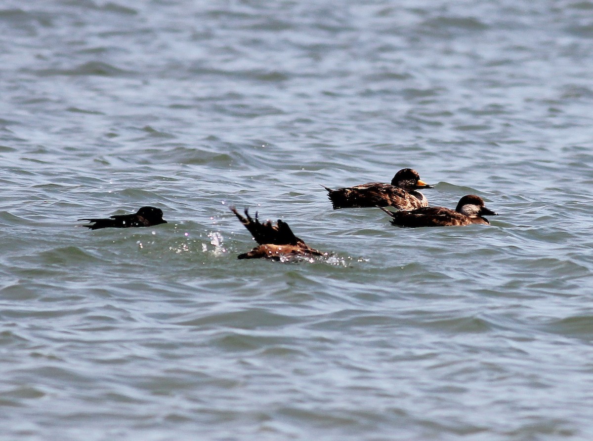 Black Scoter - ML634415562